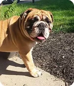 Roscoe.webp Roscoe.webp