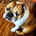 MollyKGrumpy-300x300.webp MollyKGrumpy-300x300.webp