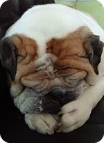buddy1.webp
