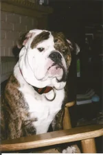 Buster pic. 2.webp
