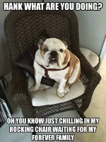 Hank2.webp