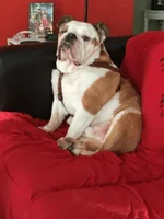 hank4.webp