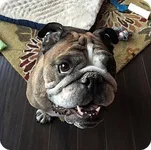 dozer1.webp
