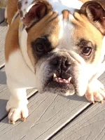 Roofus.webp