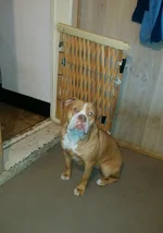 Tonka.webp