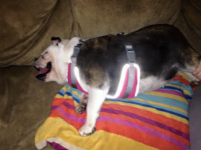 sadie jane.png sadie jane.png