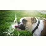 winston11.webp