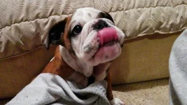 Tongue.webp