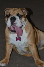 piper 6 months old..webp