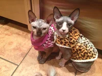 image.webp