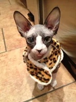image.webp