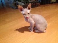 image.webp