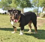 kimbo.webp