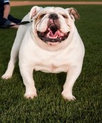 Tyson.jpg