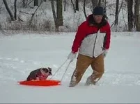 sled.webp