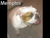 1421890013_mamphis.webp