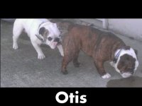 1421889596_otis.jpg