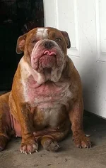 rosalita.webp