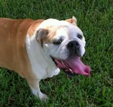 miss bailey.webp
