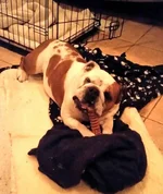 maggie.webp