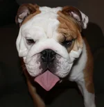 Tongue.webp