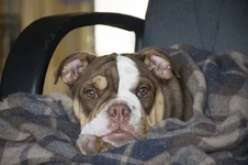 Kira on my chair2.webp