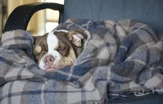 Sleeping.webp