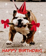 hbd.webp hbd.webp