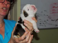 Primrose=Rosie 003.webp