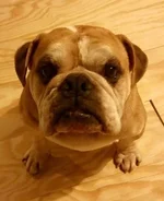 zeke.webp zeke.webp