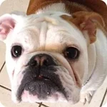 murphy.webp murphy.webp