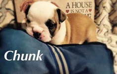chunk.webp