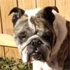 roxie3.webp