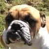 diesel2.webp