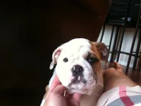Ernie and my leg.webp