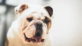 Ernie.webp