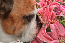 IMG_5936 vegas smelling remembrance flowers smaller size..jpg