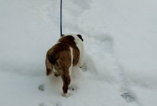 rosie first snow experience 002.jpg