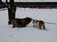 rosie first snow experience 006.jpg