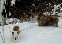 rosie first snow experience 012.jpg