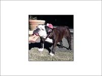 sophie-english-bulldog.webp