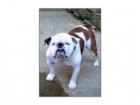 Baxter-Bulldog1.jpg Baxter-Bulldog1.jpg