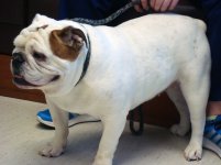 Babe-english-bulldog.jpg Babe-english-bulldog.jpg