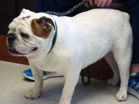Babe-english-bulldog.webp Babe-english-bulldog.webp