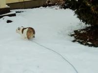 rosie first snow experience 014.webp rosie first snow experience 014.webp