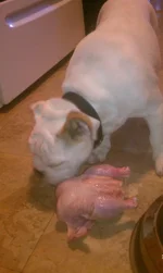 IMAG0729.webp