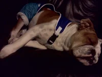 Chica 11-25-11.webp