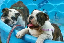 watson.webp