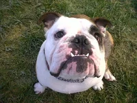 Bo - at the park December 2011.webp