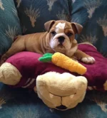 Zeus 11 weeks.webp